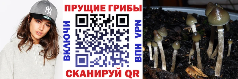 Галлюциногенные грибы Cubensis Купить Оханск